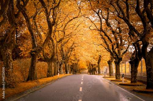 Golden way. Road in autumn. Golden tree lined road.