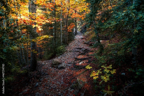 Photograph of the forest in Autumn in the Ordesa y Monte Perdido National Park, in the Pyrenees of Aragon, Spain.