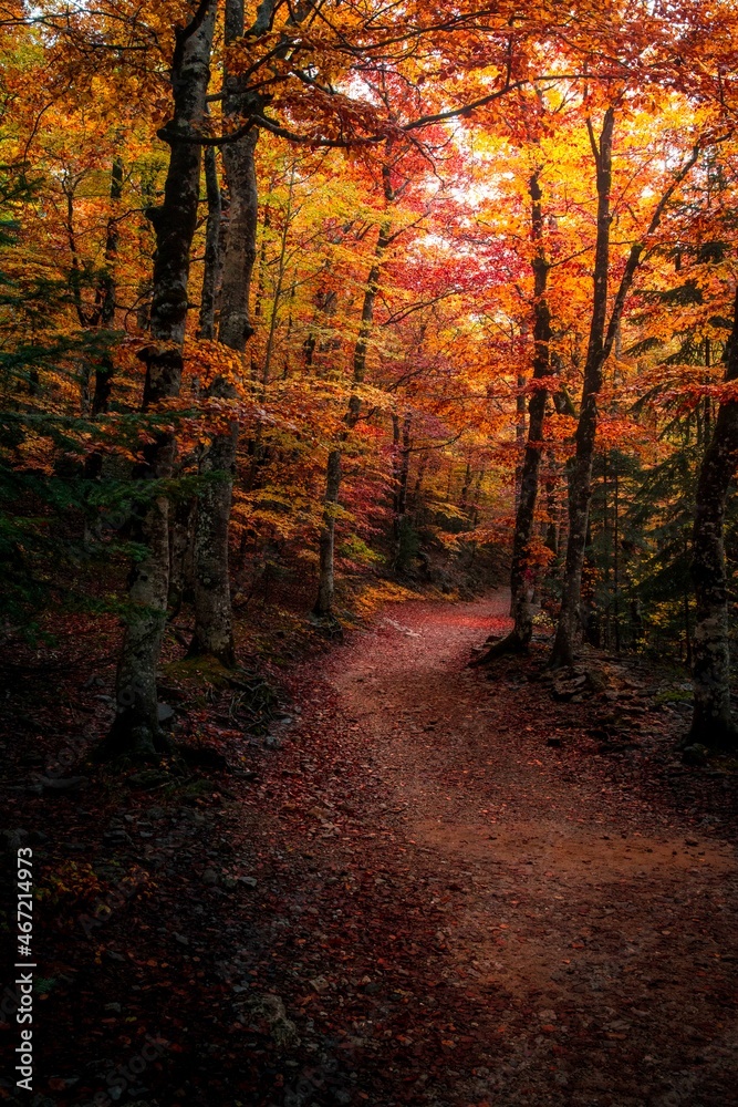 Photograph of the forest in Autumn in the Ordesa y Monte Perdido National Park, in the Pyrenees of Aragon, Spain.