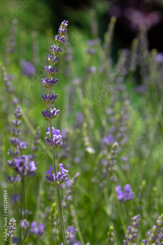 Natural background blooming lavender bush in the garden in summer. Vertical layout.