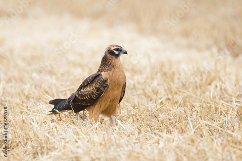 Montagu's harrier on brown grass photo