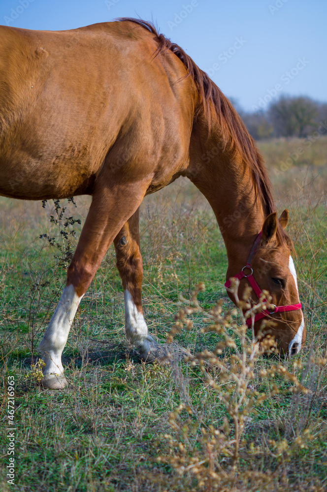 Obraz premium Grazing in the meadow 2