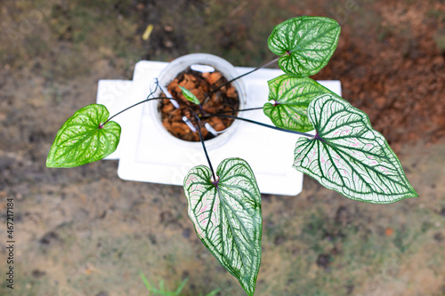 Caladium Bicolor beautiful leaves, best in the pot for garden and home decoration. photo