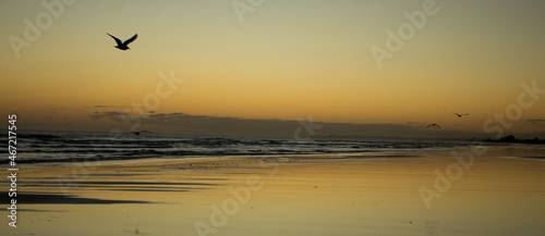Silhouette of bird  on shore during sunset