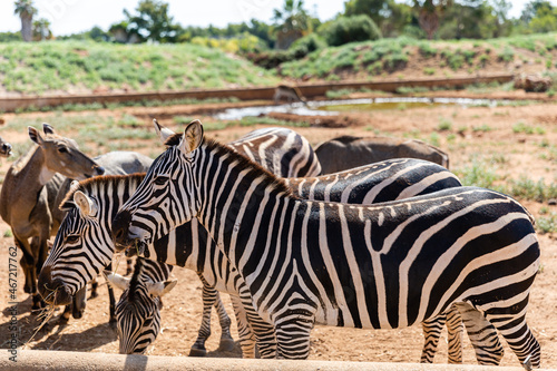 Zebra in Safari Park