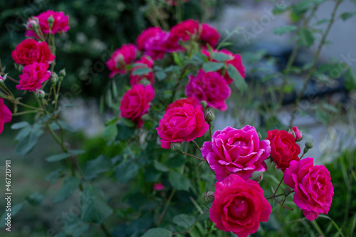 beautiful roses in garden close up