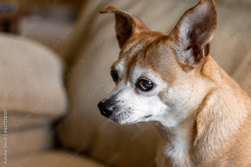portrait of a chihuahua