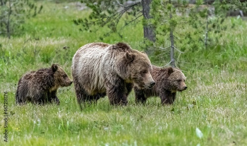 Three bear in a green field during daytime