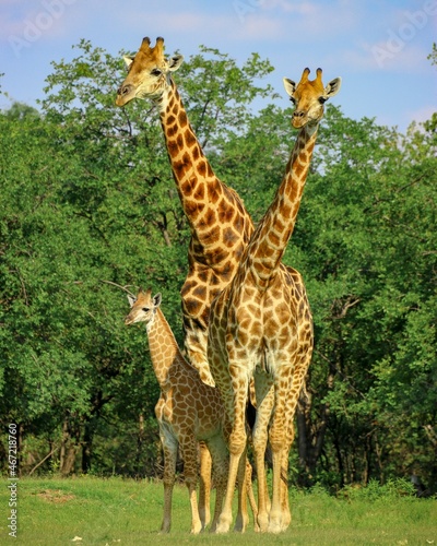 Two giraffes and offspring standing on green grass field near trees