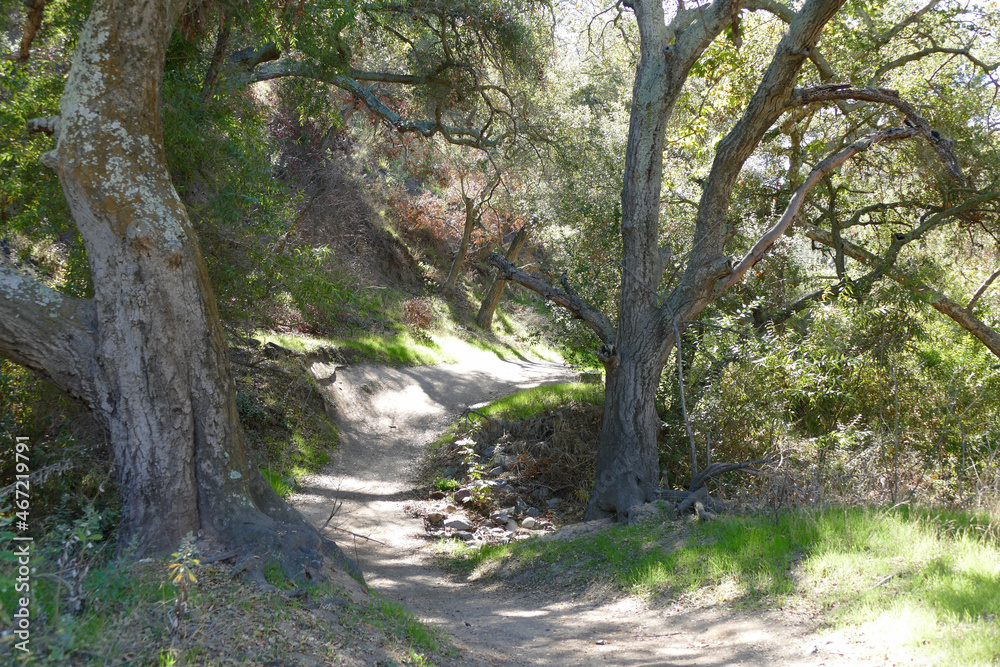 meandering foot path weaving through the trees meandering foot path weaving through the trees