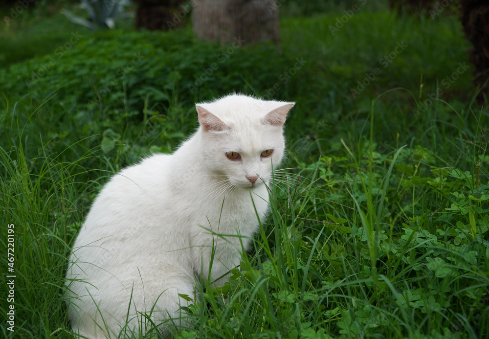 white cat on green grass 