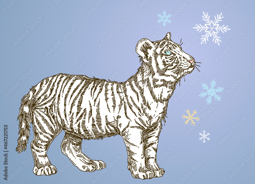 Obraz premium White tiger cub looking at snowflake. Color greeting card Engraving style. Vector illustration.