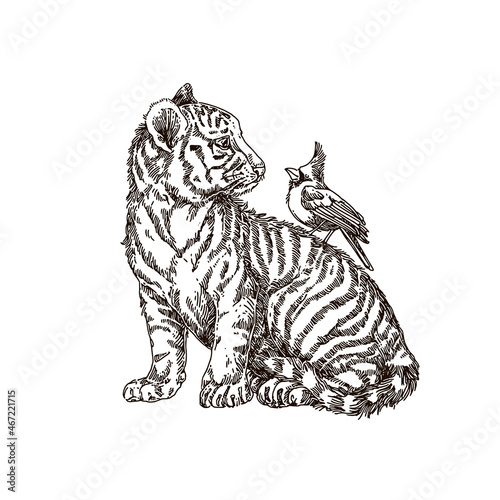 White tiger cub with cardinal bird. Sketch. Engraving style. Vector illustration.