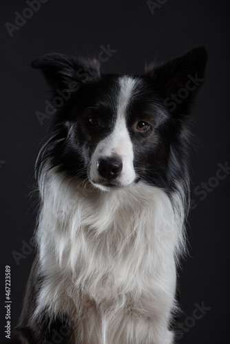 Portrait of dog border collie male in studio black on black and white with dumbell and bubbles 