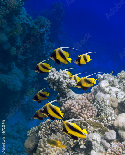Masked bannerfishes (Heniochus monoceros) swim among the corals of the Red Sea 