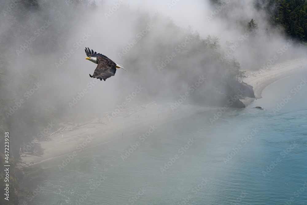 Fototapeta premium Eagle Flying in the clouds