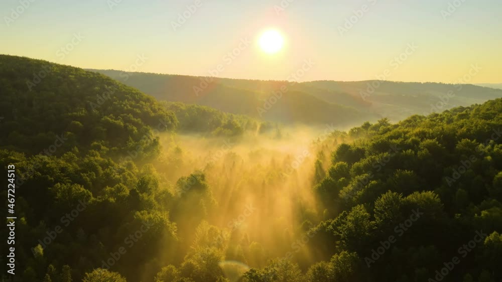 Vibrant foggy morning over dark forest trees at bright summer sunrise. Amazingl scenery of wild woodland at dawn