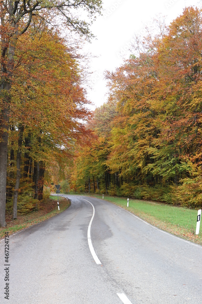 Fototapeta premium Laubwald im Herbst.