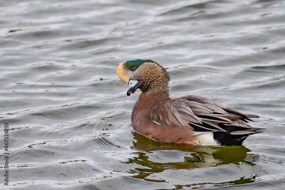 Obraz premium Male Wigeon Duck Swimming and Relaxing on a Gray Day