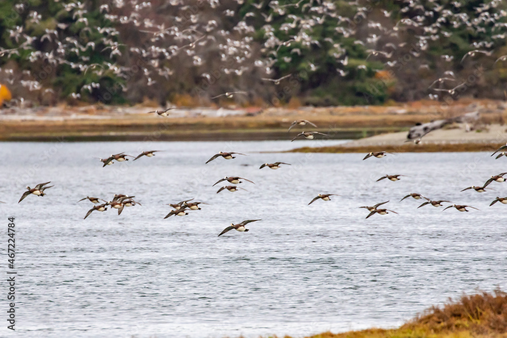 Large Flock of American Wigeon Duck Circling Deer Lagoon on Whidbey Island Large Flock of American Wigeon Duck Circling Deer Lagoon on Whidbey Island