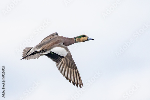 Male Wigeon Duck in Flight on a Gray Day