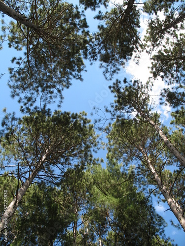 trees against sky