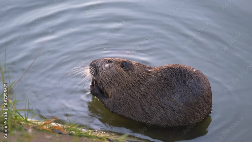 Wild big coypu rat in the nature habitat. Nutria feeding in lake water Wild big coypu rat in the nature habitat. Nutria feeding in lake water