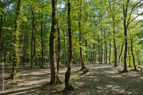 Fototapeta Naklejka Na Ścianę i Meble -  Soderasen national park in Azerbaijan Ismayilli .beautiful green forest in spring . Green thin trees in forest. One old moss covered beech tree among several younger ones in a beech forest.