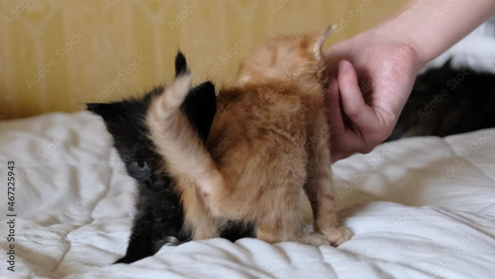 Female Hand Stroking Two Little Fluffy Kittens Playing on the Old Bed. Adorable two-month red and black kittens with blue eyes begin to walk. The concept of caring, love, affection for pets. 4K.