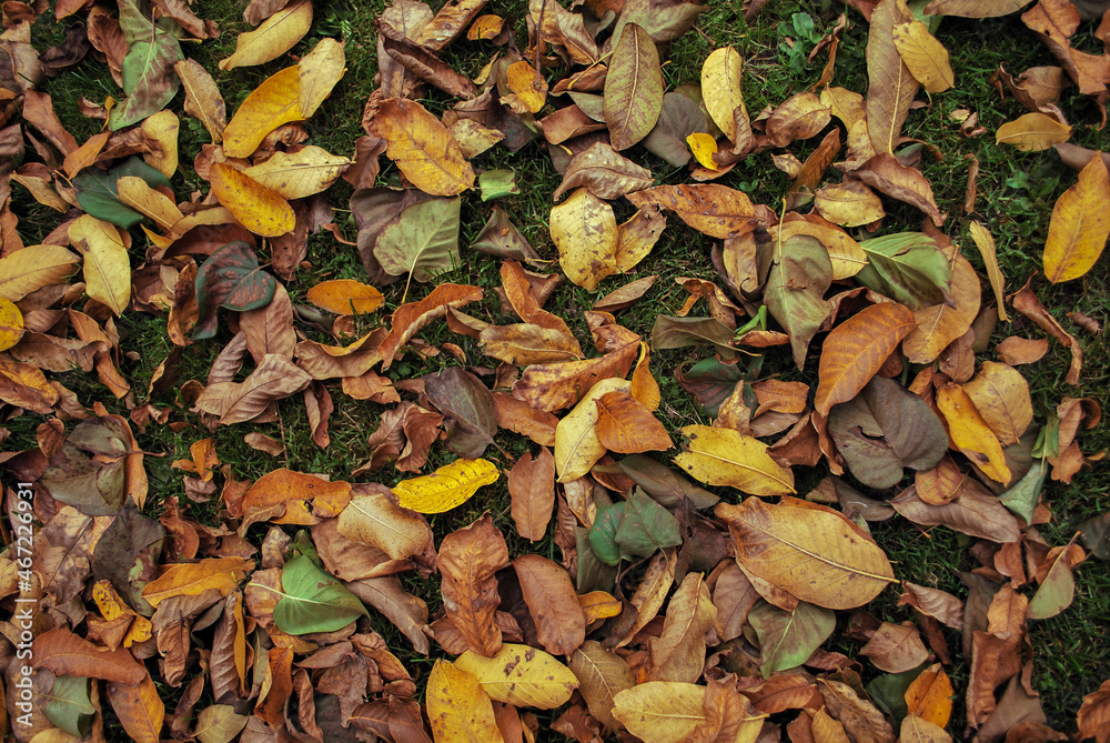 Yellowed fallen autumn leaves on the green grass in the garden or park. Nature autumn background Yellowed fallen autumn leaves on the green grass in the garden or park. Nature autumn background