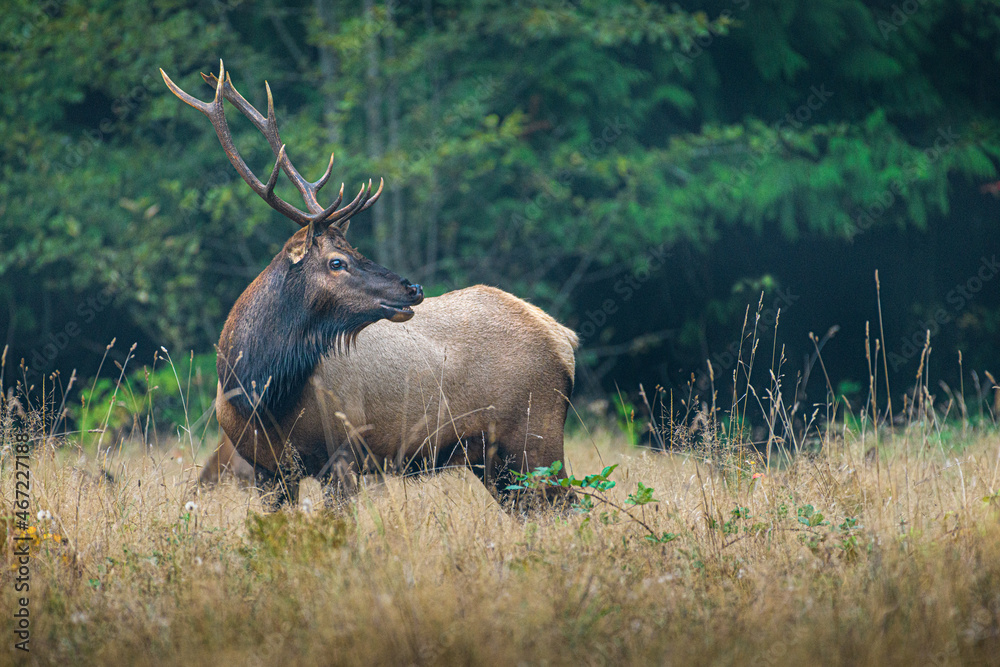 bull elk