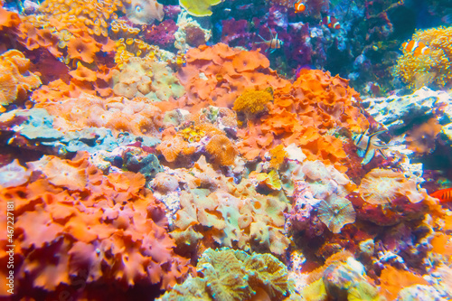Underwater shoot of vivid coral reef with a fishes.