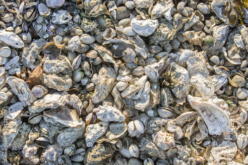 Oyster shells on the beach