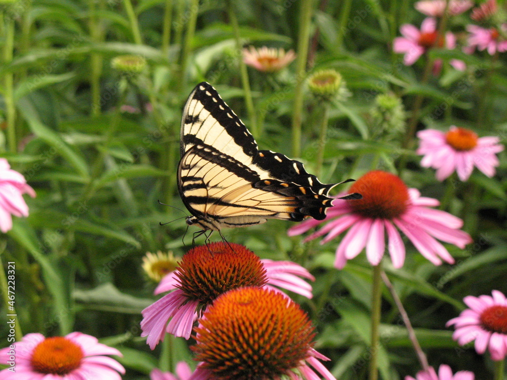 butterfly on flower