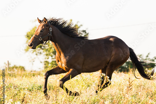 Galloping horse