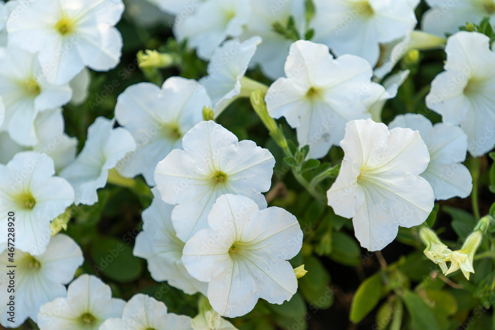 Natural background of white petunia flowers
