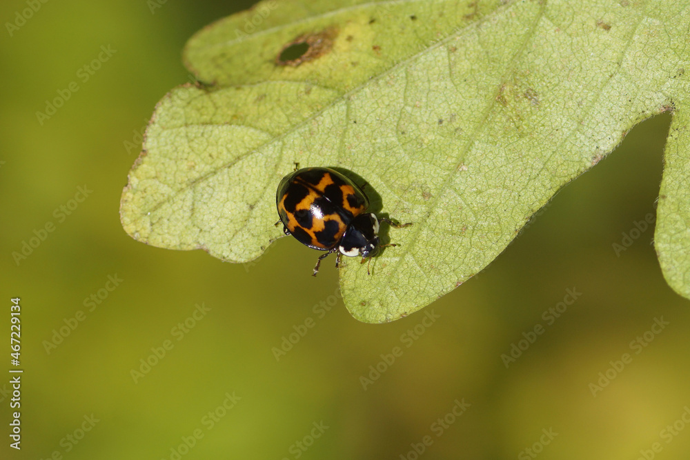 Dark orange harlequin ladybird (Harmonia axyridis f. succinea), family Coccinellidae. Underside autumn leaf of field maple (Acer campestre). Dutch garden. November, Netherlands Dark orange harlequin ladybird (Harmonia axyridis f. succinea), family Coccinellidae. Underside autumn leaf of field maple (Acer campestre). Dutch garden. November, Netherlands