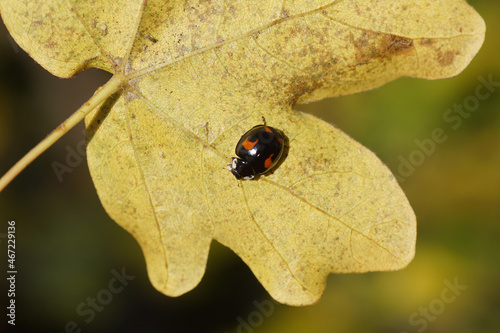 Dark, black harlequin ladybird (Harmonia axyridis f. spectabilis), family Coccinellidae. Underside yellow autumn leaf of field maple (Acer campestre). Dutch garden. November, Netherlands 