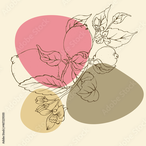 Sketch floral botany illustration