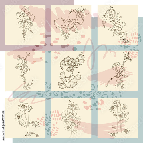 Sketch floral botany illustration