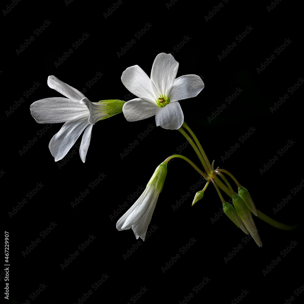 Fototapeta premium Shamrock Flowers