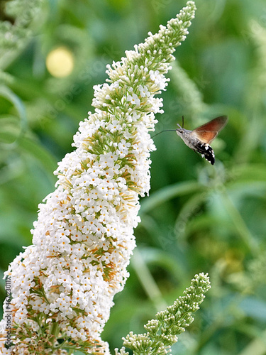 Soft focus of a moth hovering near a cluster of butterfly-bush flowers at a garden
