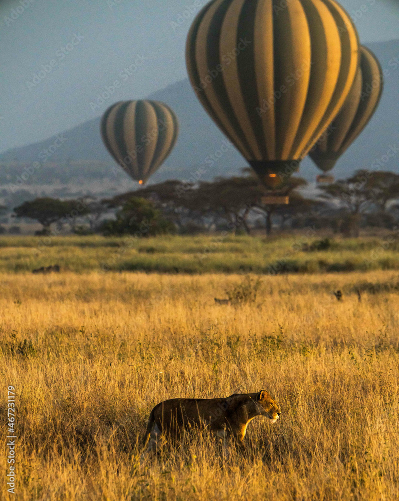 Panthera leo melanochaita and hot air balloons in Serengeti National Park, Tanzania - obrazy, fototapety, plakaty 