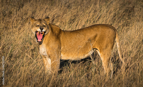 Panthera leo melanochaita in Serengeti National Park, Tanzania photo