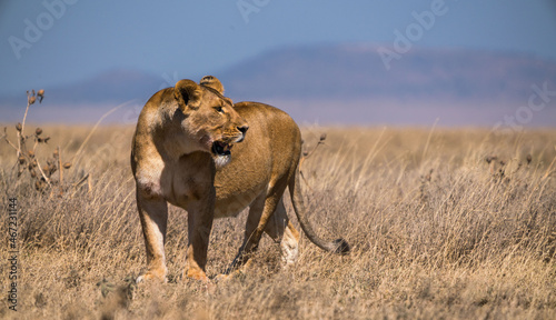 Panthera leo melanochaita in Serengeti National Park, Tanzania