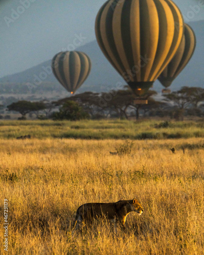 Panthera leo melanochaita and hot air balloons in Serengeti National Park, Tanzania