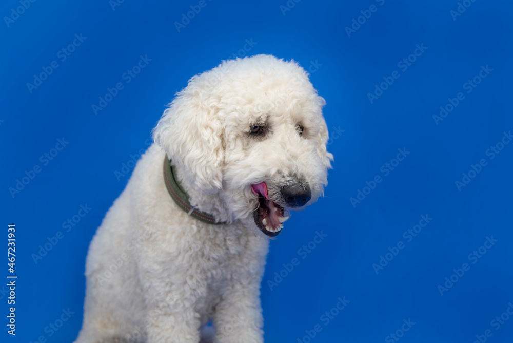 White standard poodle licks chops with mouth open, isolated against bright blue background. White standard poodle licks chops with mouth open, isolated against bright blue background.