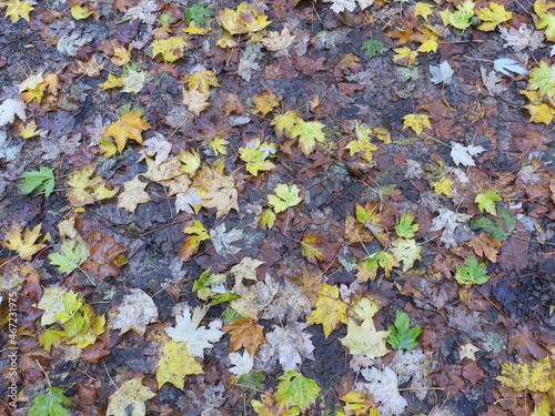 multicolored autumn leaves on the sidewalk after some rain