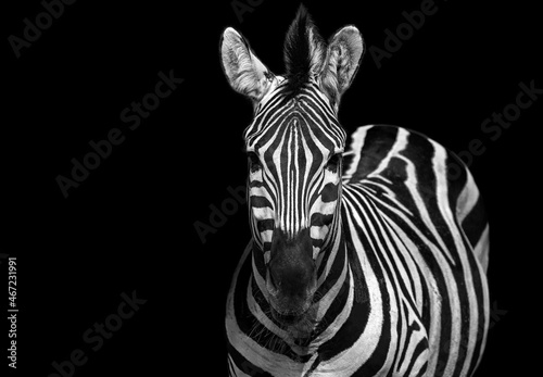 Zebra black and white portrait. African wild animal looking to the camera. Zebra shallow depth of field eyes in focus. Home interior poster or painting canvas design template. Funny zebra face © Sabrina Umansky
