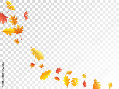 Oak, maple, wild ash rowan leaves vector, autumn foliage on transparent background.